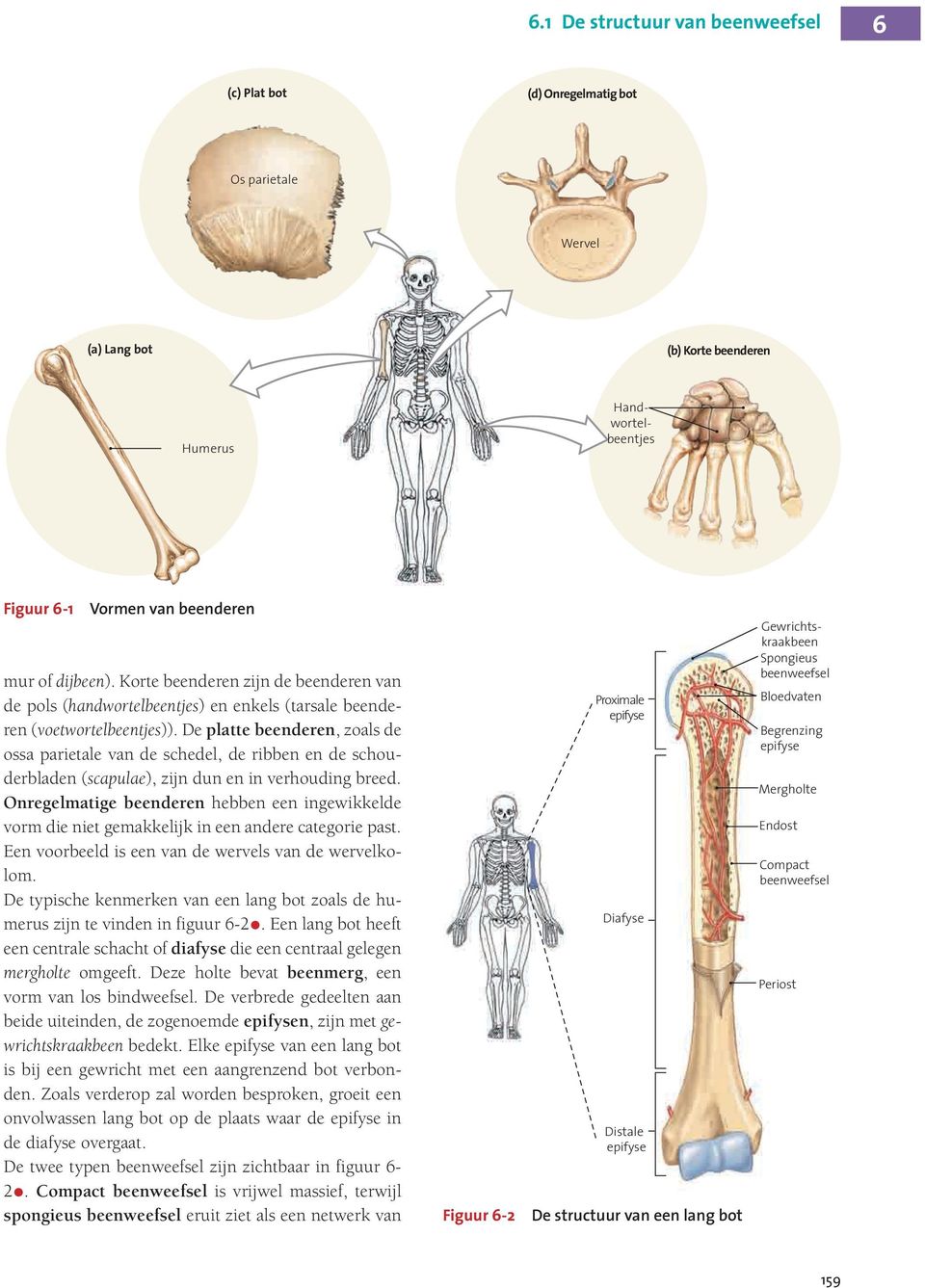 De platte beenderen, zoals de ossa parietale van de schedel, de ribben en de schouderbladen (scapulae), zijn dun en in verhouding breed.