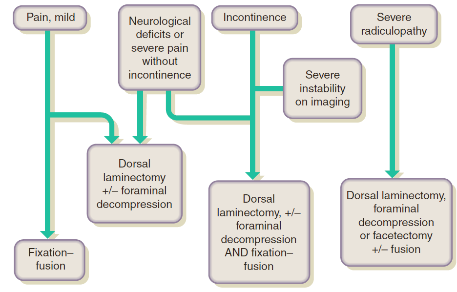 Fig. 5 Chirurgische opties. (Wheeler en Sharp, 2005) Dorsale laminectomie De patiënt wordt in sternale positie gebracht, met de achterpoten naar craniaal.