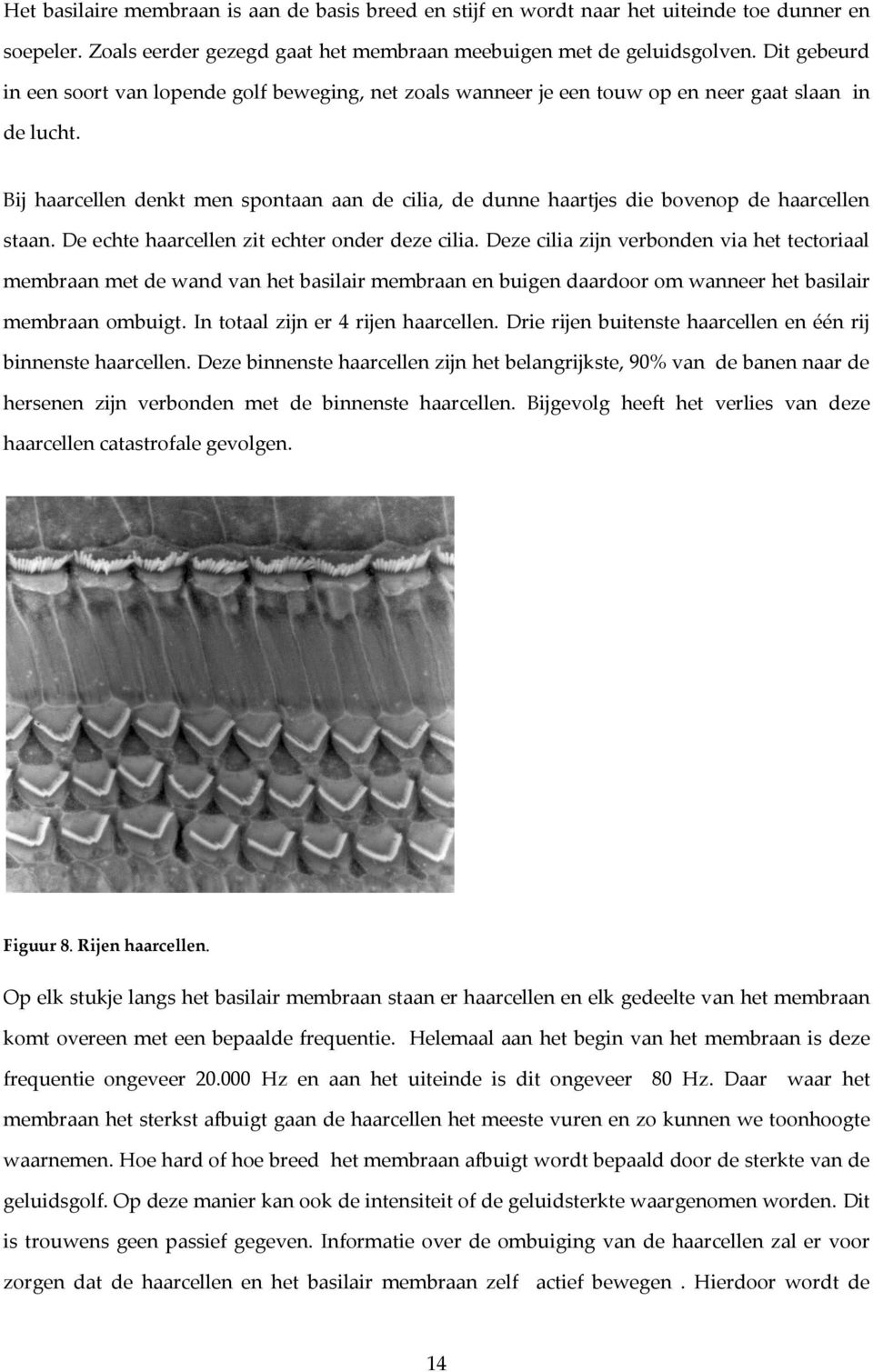 Bij haarcellen denkt men spontaan aan de cilia, de dunne haartjes die bovenop de haarcellen staan. De echte haarcellen zit echter onder deze cilia.