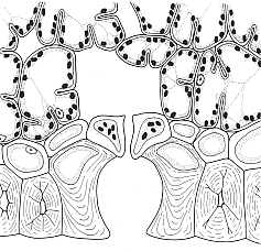 huidmondje De bladeren van de naaldbomen van de taiga hebben zich tijdens de evolutie aangepast om het klimaat te trotseren. Ze zijn naaldvormig, leerachtig en bedekt met een waslaagje.