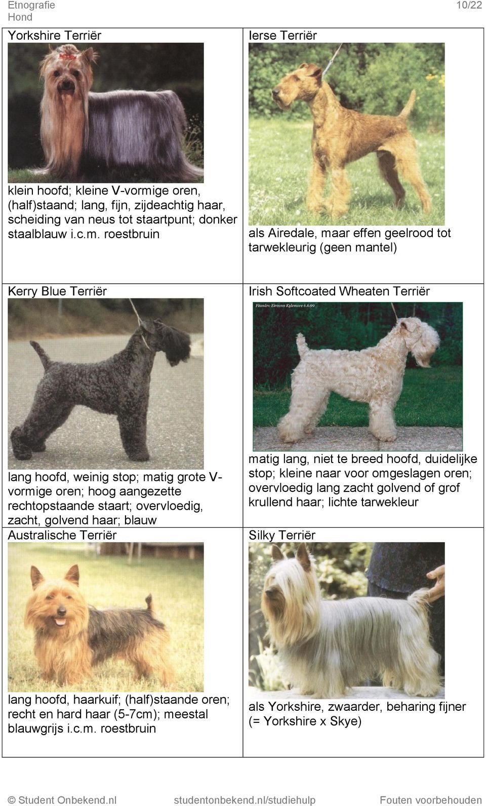 roestbruin tarwekleurig (geen mantel) Kerry Blue Terriër Irish Softcoated Wheaten Terriër lang hoofd, weinig stop; matig grote Vvormige oren; hoog aangezette rechtopstaande staart; overvloedig,