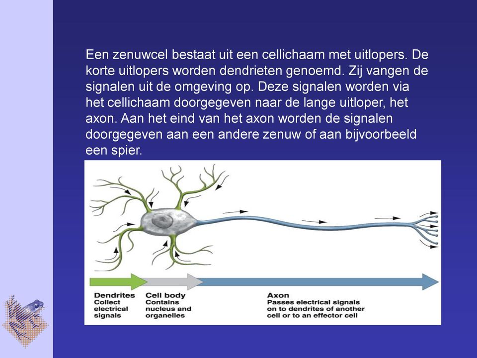 Zij vangen de signalen uit de omgeving op.