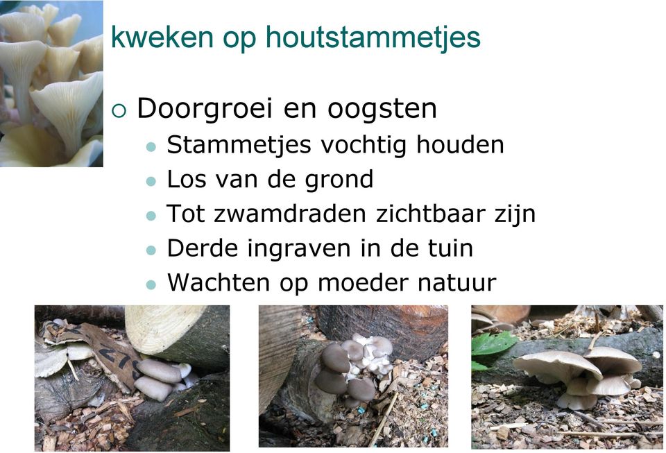 de grond Tot zwamdraden zichtbaar zijn