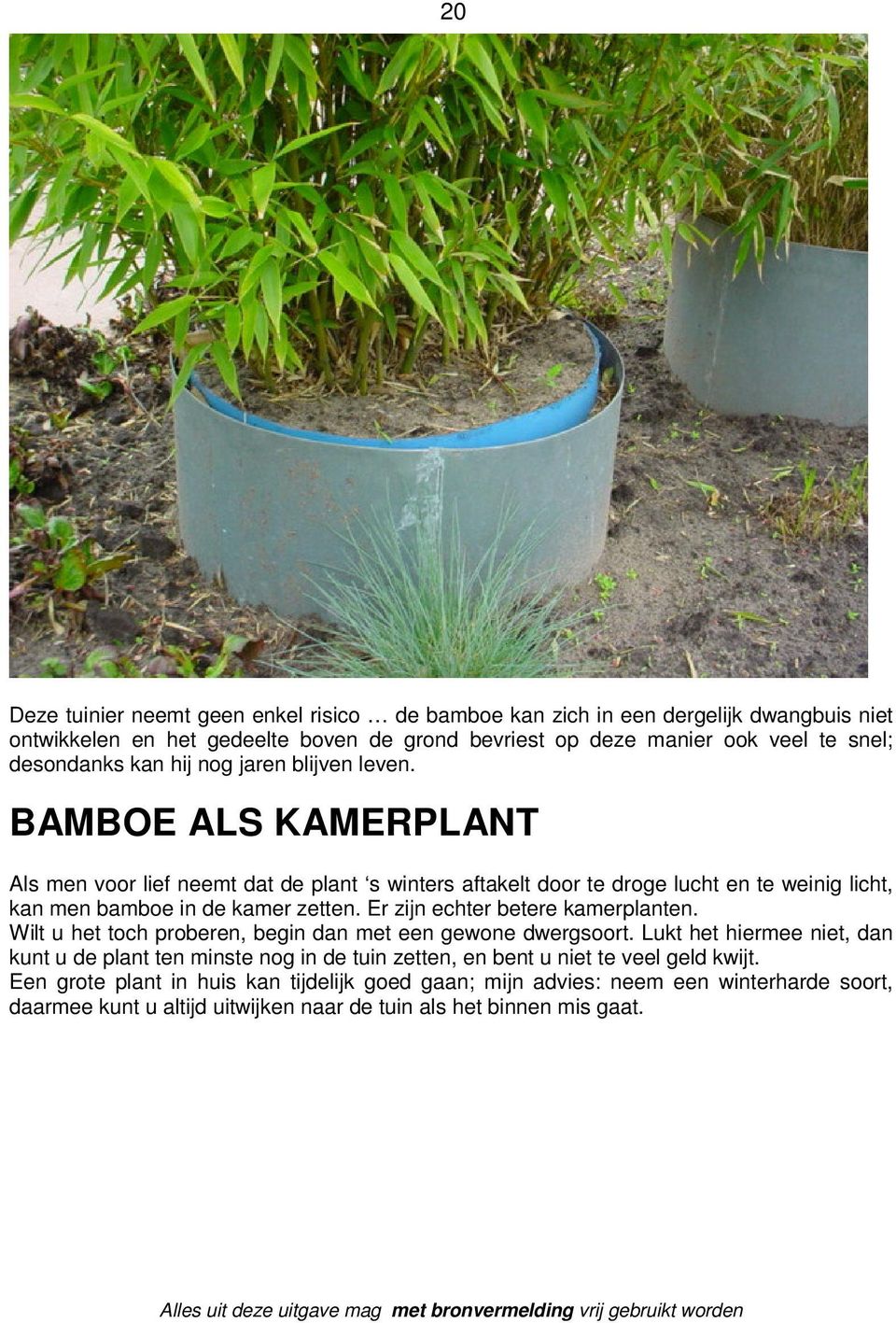 BAMBOE ALS KAMERPLANT Als men voor lief neemt dat de plant s winters aftakelt door te droge lucht en te weinig licht, kan men bamboe in de kamer zetten.