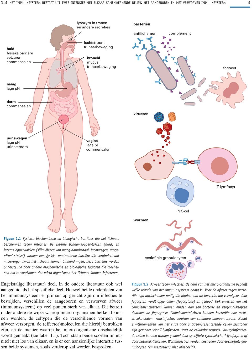 commensalen T-lymfocyt NK-cel wormen Figuur 1.1 Fysieke, biochemische en biologische barrières die het lichaam beschermen tegen infecties.