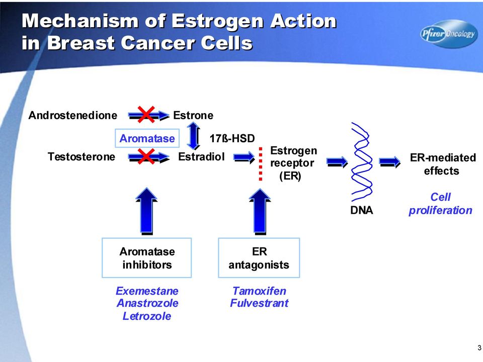 (ER) ER-mediated effects DNA Cell proliferation Aromatase inhibitors