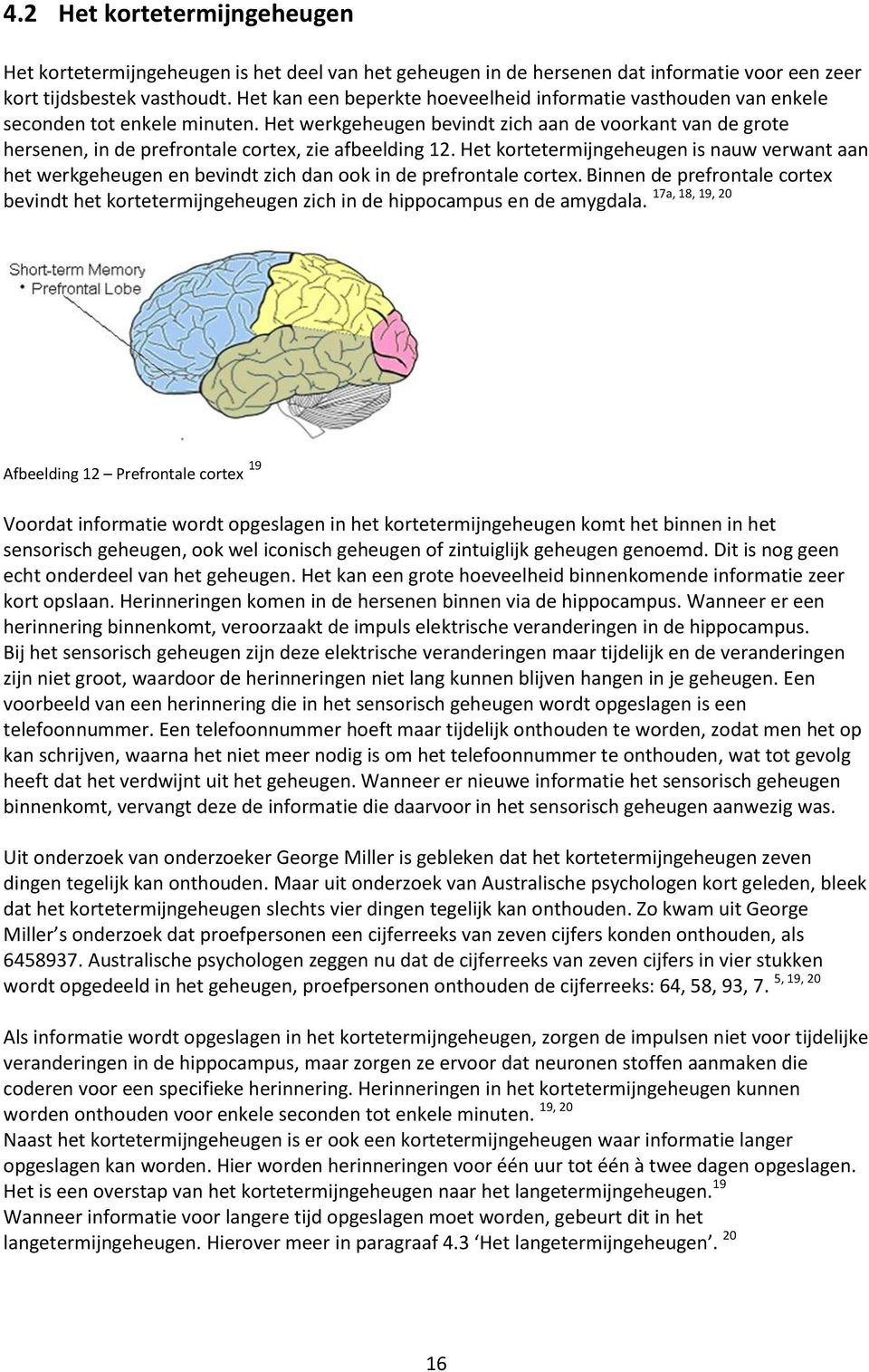 Het werkgeheugen bevindt zich aan de voorkant van de grote hersenen, in de prefrontale cortex, zie afbeelding 12.