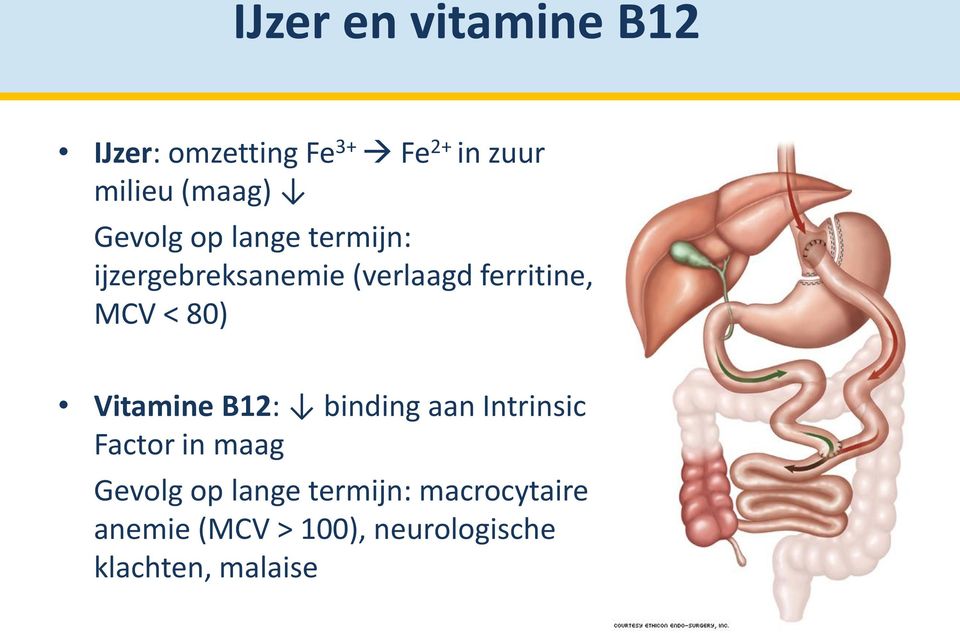 MCV < 80) Vitamine B12: binding aan Intrinsic Factor in maag Gevolg op