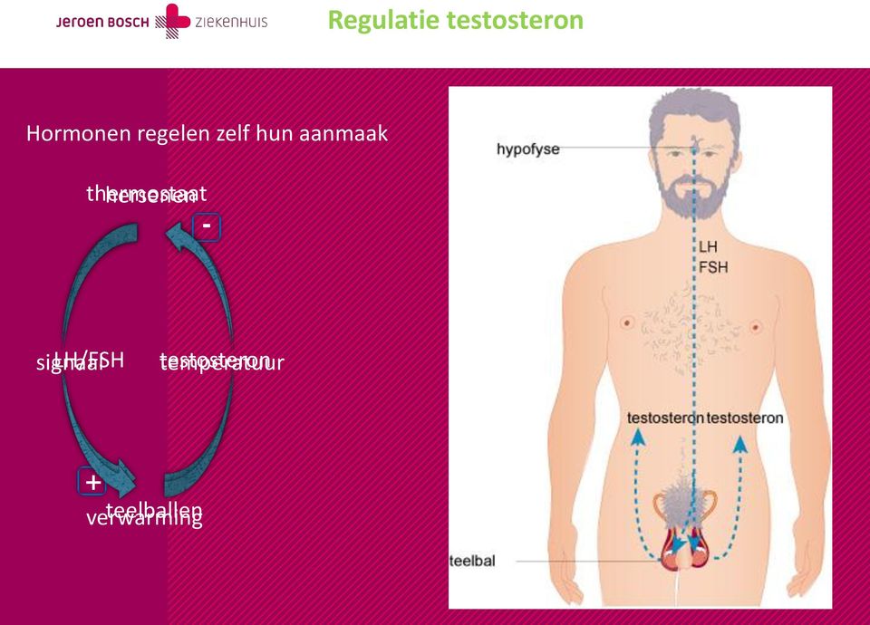 thermostaat hersenen - signaal