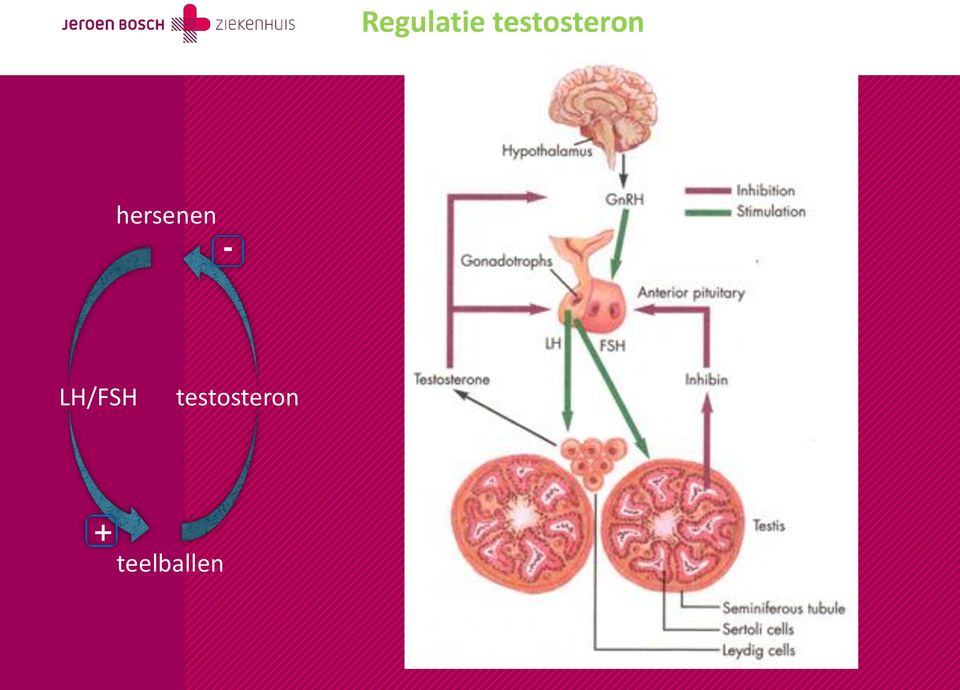 hersenen -