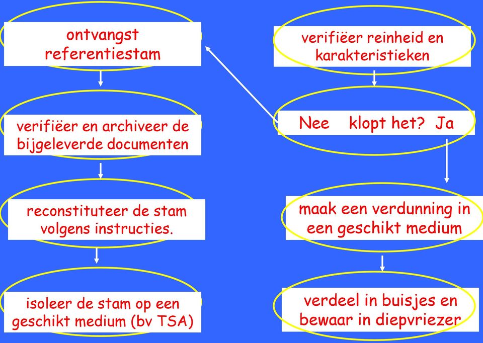 Ja reconstituteer de stam volgens instructies.