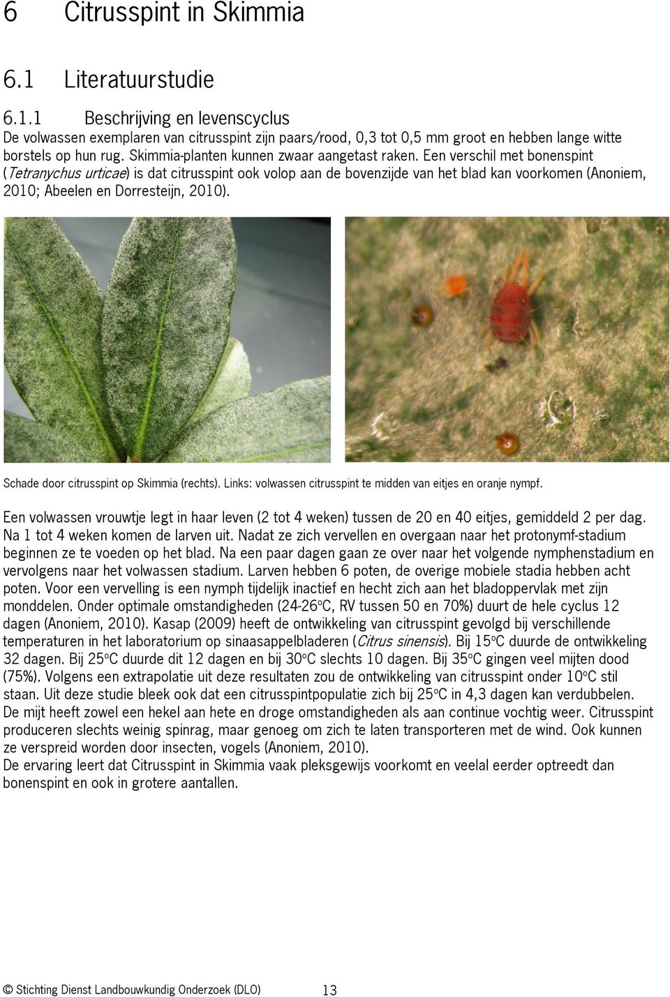 Een verschil met bonenspint (Tetranychus urticae) is dat citrusspint ook volop aan de bovenzijde van het blad kan voorkomen (Anoniem, 2010; Abeelen en Dorresteijn, 2010).