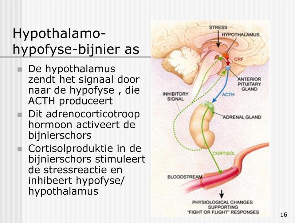 hormoon activeert de bijnierschors Cortisolproduktie in de