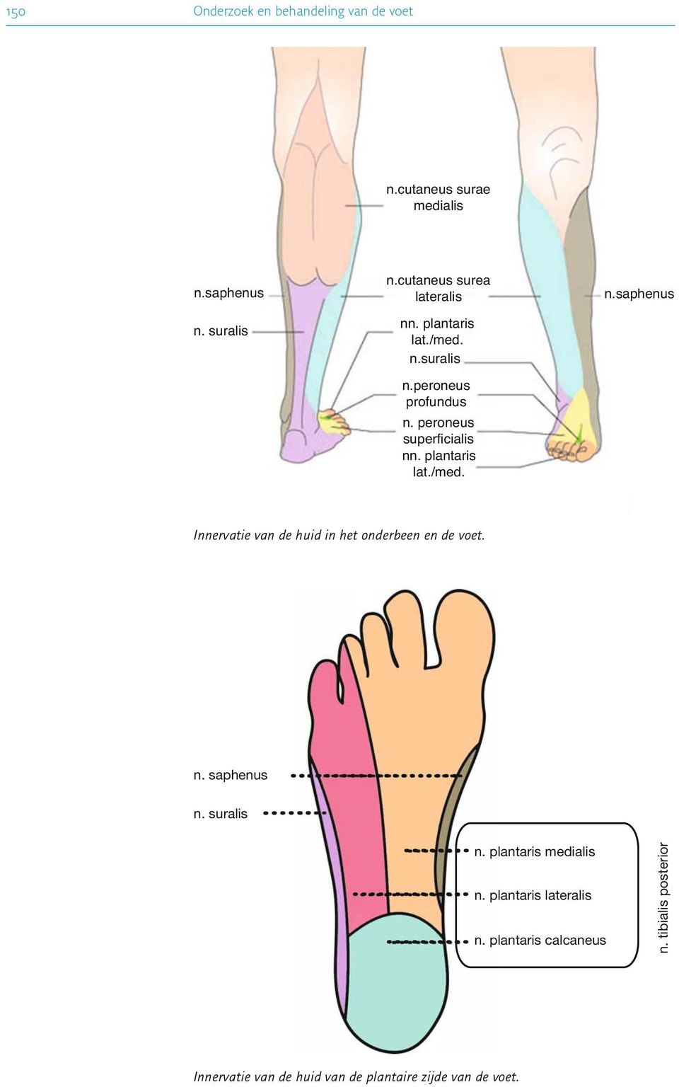 plantaris lat./med. n.saphenus Innervatievandehuidinhetonderbeenendevoet. n. saphenus n. suralis n.