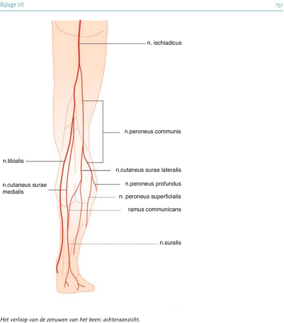 cutaneus surae lateralis n.peroneus profundus n.