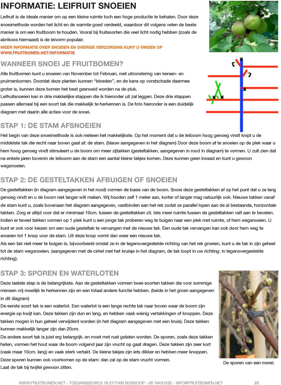 Vooral bij fruitsoorten die veel licht nodig hebben (zoals de abrikoos hiernaast) is de leivorm populair. MEER INFORMATIE OVER SNOEIEN EN OVERIGE VERZORGING KUNT U VINDEN OP WWW.FRUITBOMEN.