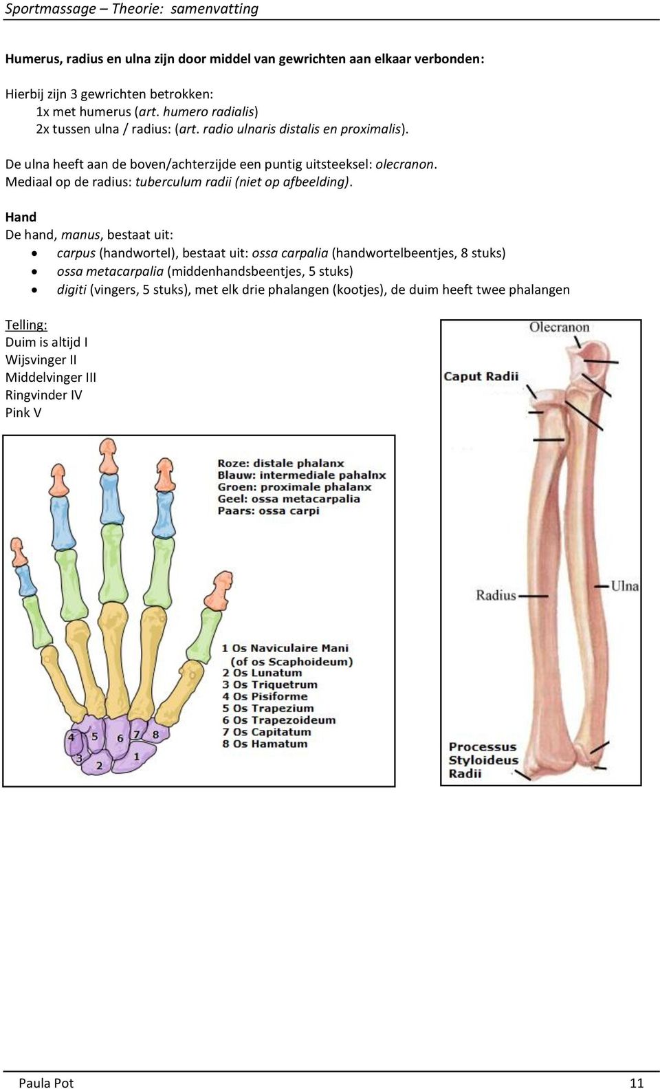 Mediaal op de radius: tuberculum radii (niet op afbeelding).