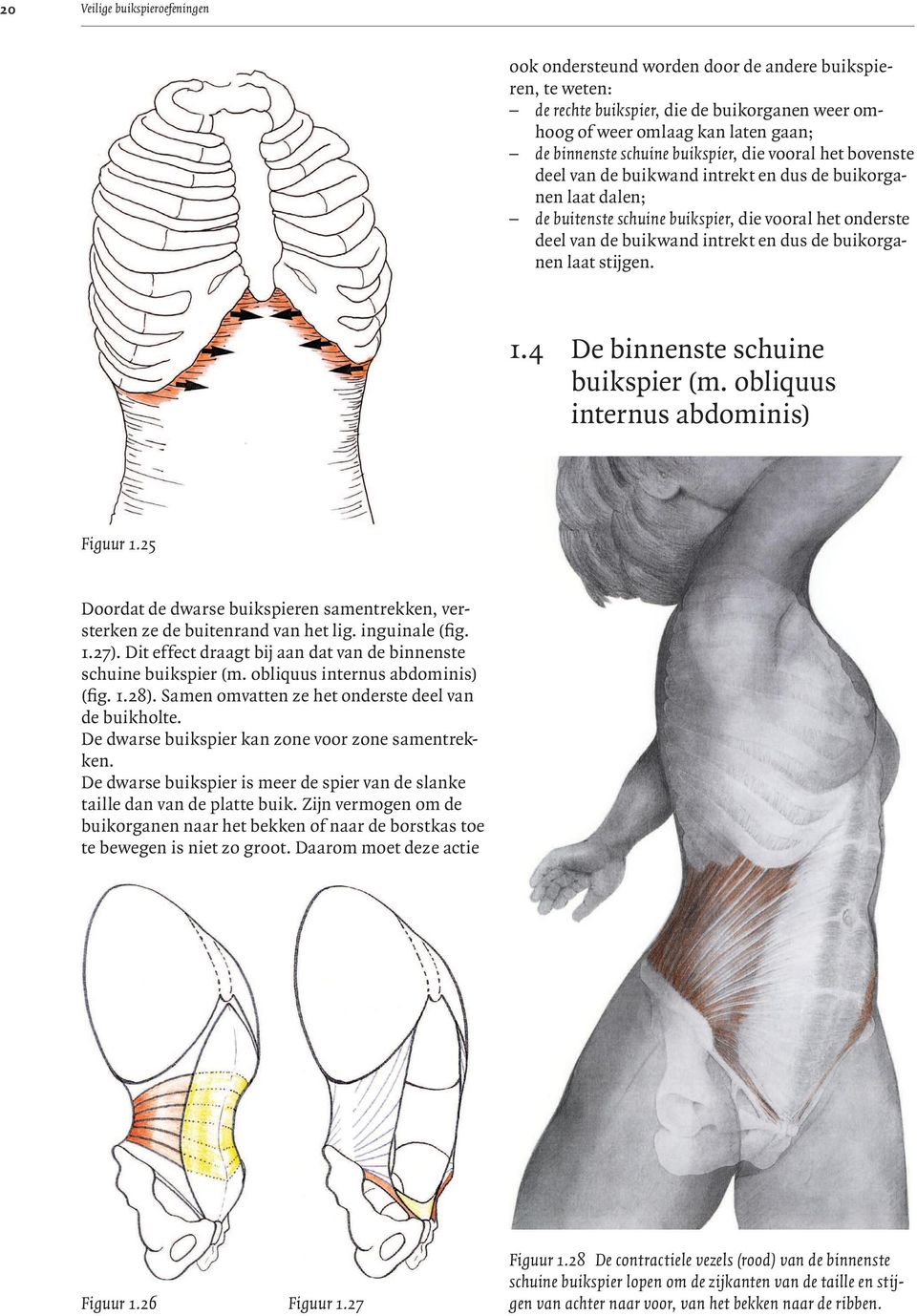 buikorganen laat stijgen. 1.4 De binnenste schuine buikspier (m. obliquus internus abdominis) Figuur 1.25 Doordat de dwarse buikspieren samentrekken, versterken ze de buitenrand van het lig.