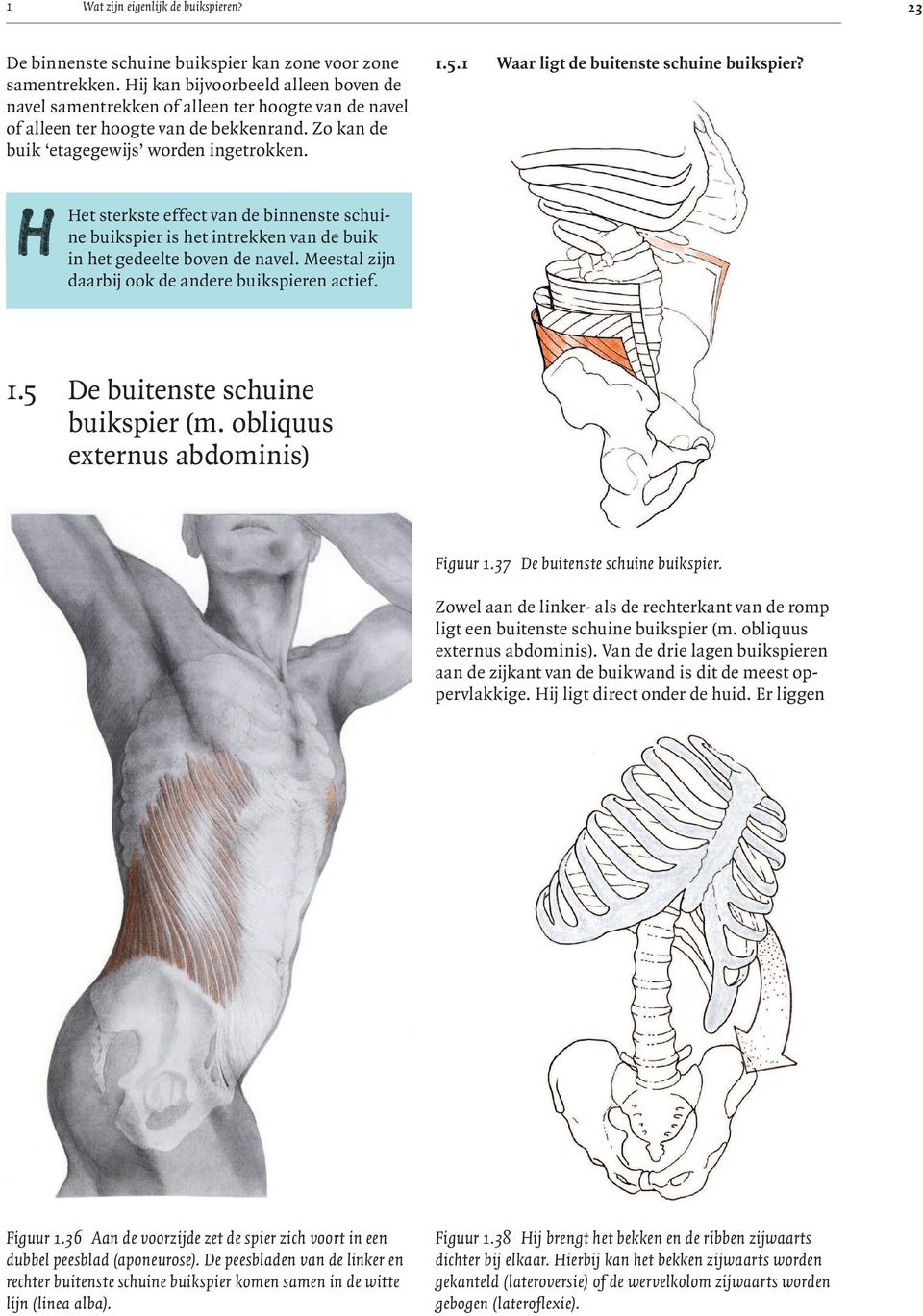 1 Waar ligt de buitenste schuine buikspier? Het sterkste effect van de binnenste schuine buikspier is het intrekken van de buik in het gedeelte boven de navel.