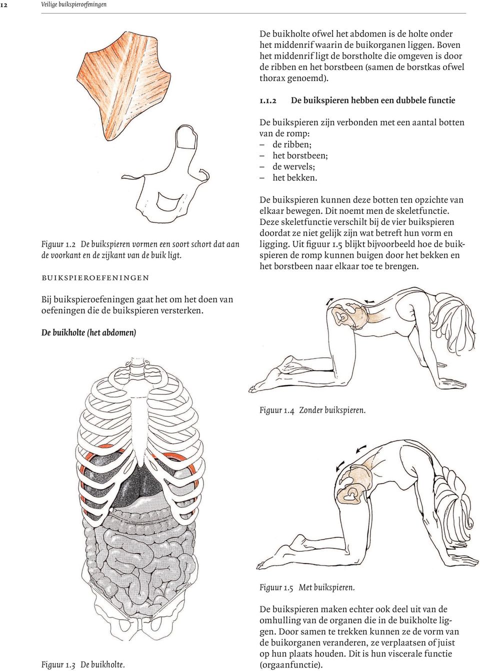 1.2 De buikspieren hebben een dubbele functie De buikspieren zijn verbonden met een aantal botten van de romp: de ribben; het borstbeen; de wervels; het bekken. Figuur 1.