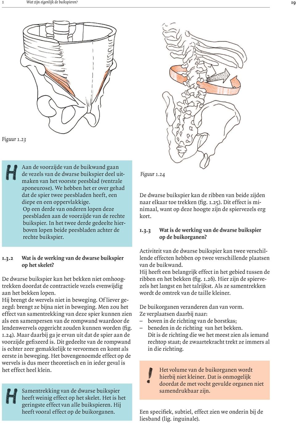 In het twee derde gedeelte hierboven lopen beide peesbladen achter de rechte buikspier. 1.3.2 Wat is de werking van de dwarse buikspier op het skelet?