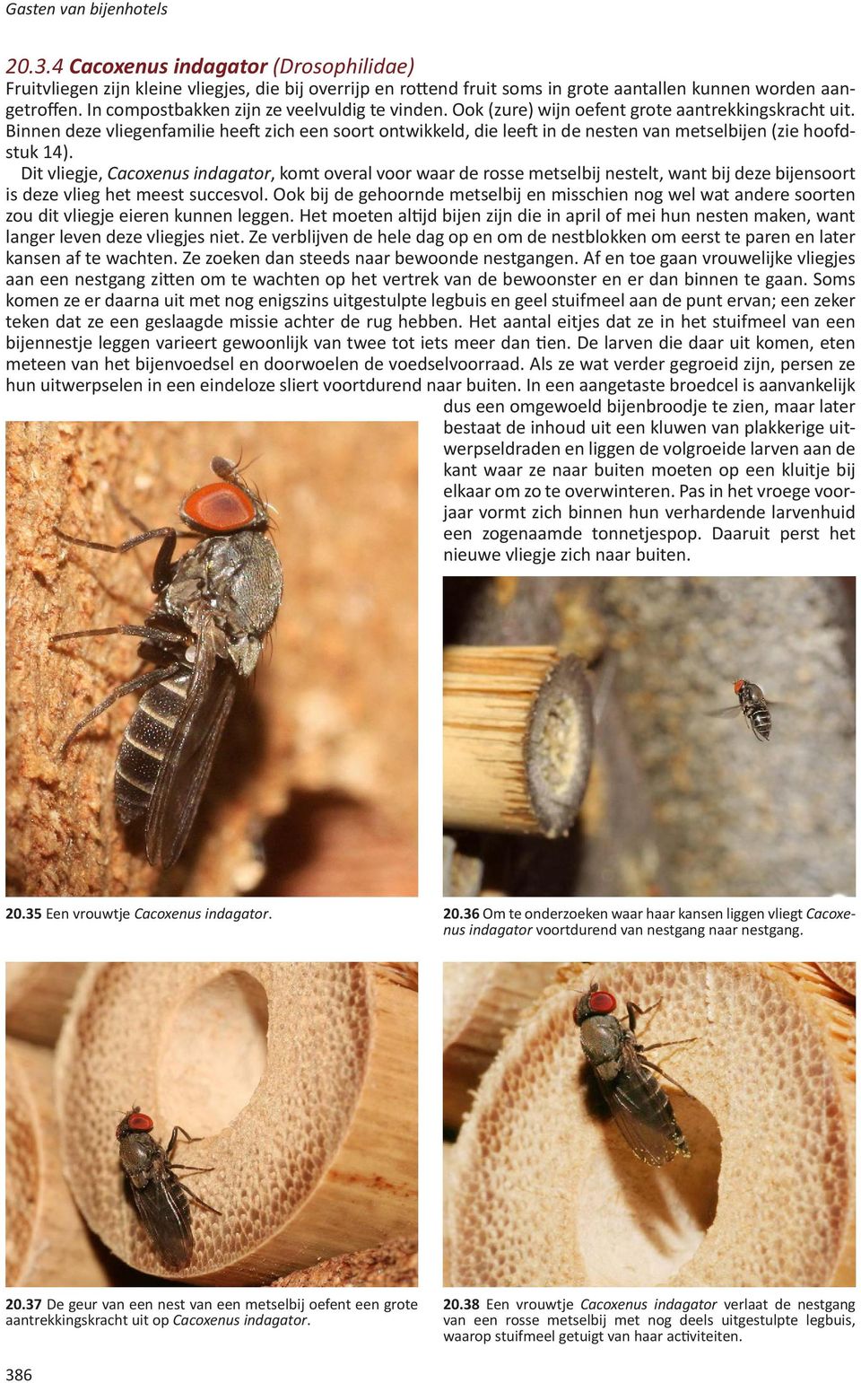 Binnen deze vliegenfamilie heeft zich een soort ontwikkeld, die leeft in de nesten van metselbijen (zie hoofdstuk 14).