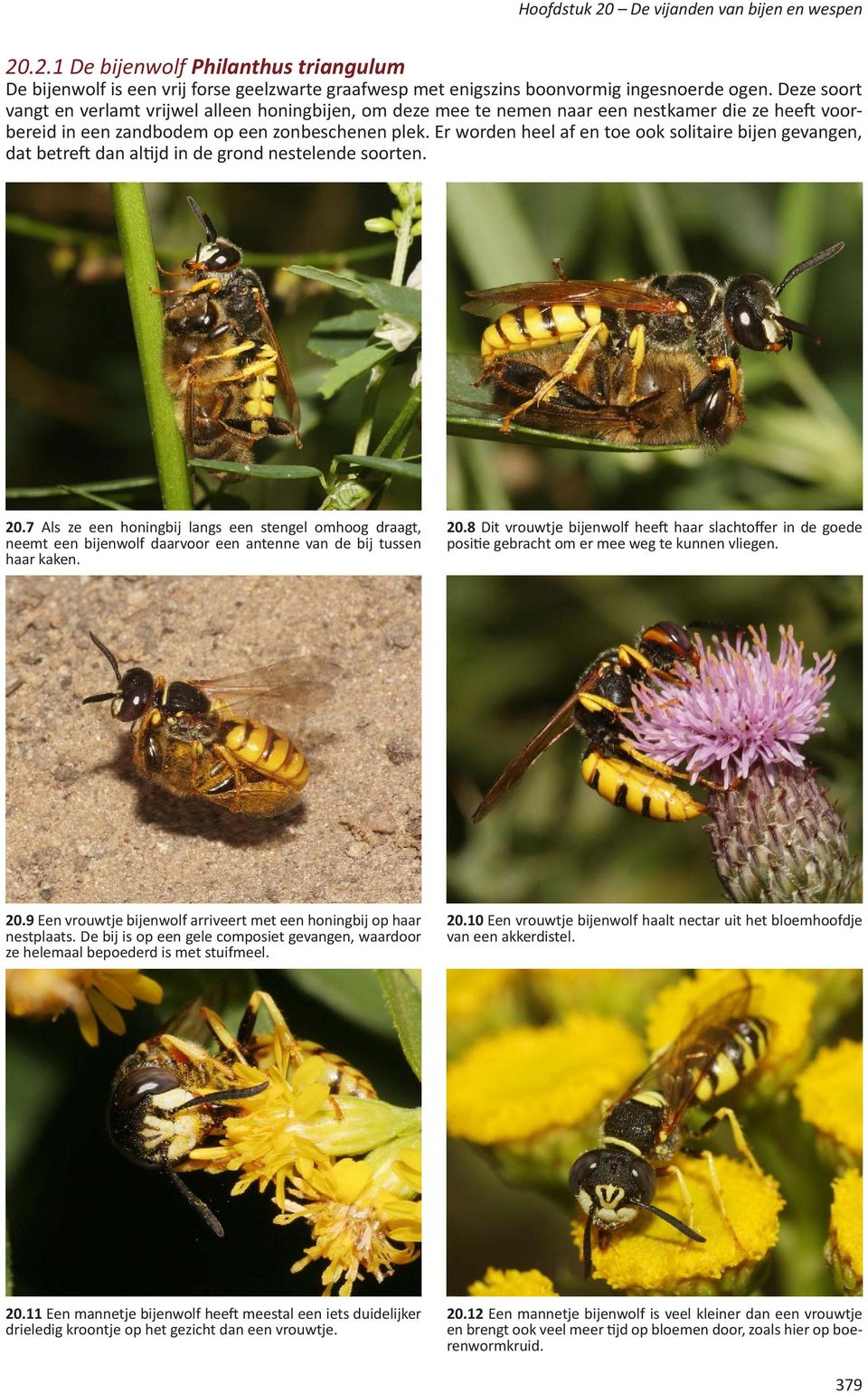 Er worden heel af en toe ook solitaire bijen gevangen, dat betreft dan altijd in de grond nestelende soorten. 20.