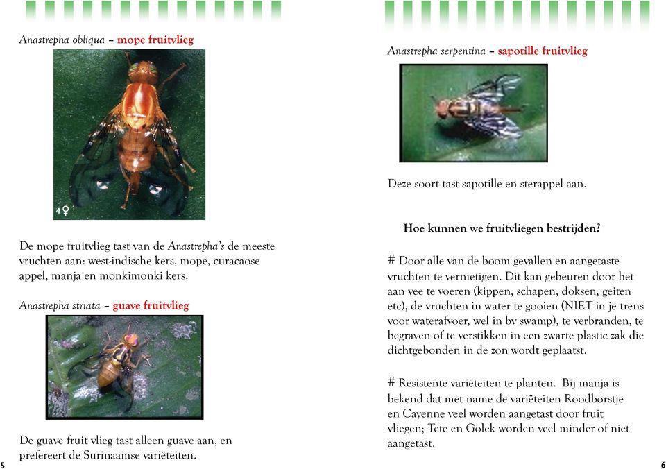 Anastrepha striata guave fruitvlieg Hoe kunnen we fruitvliegen bestrijden? # Door alle van de boom gevallen en aangetaste vruchten te vernietigen.