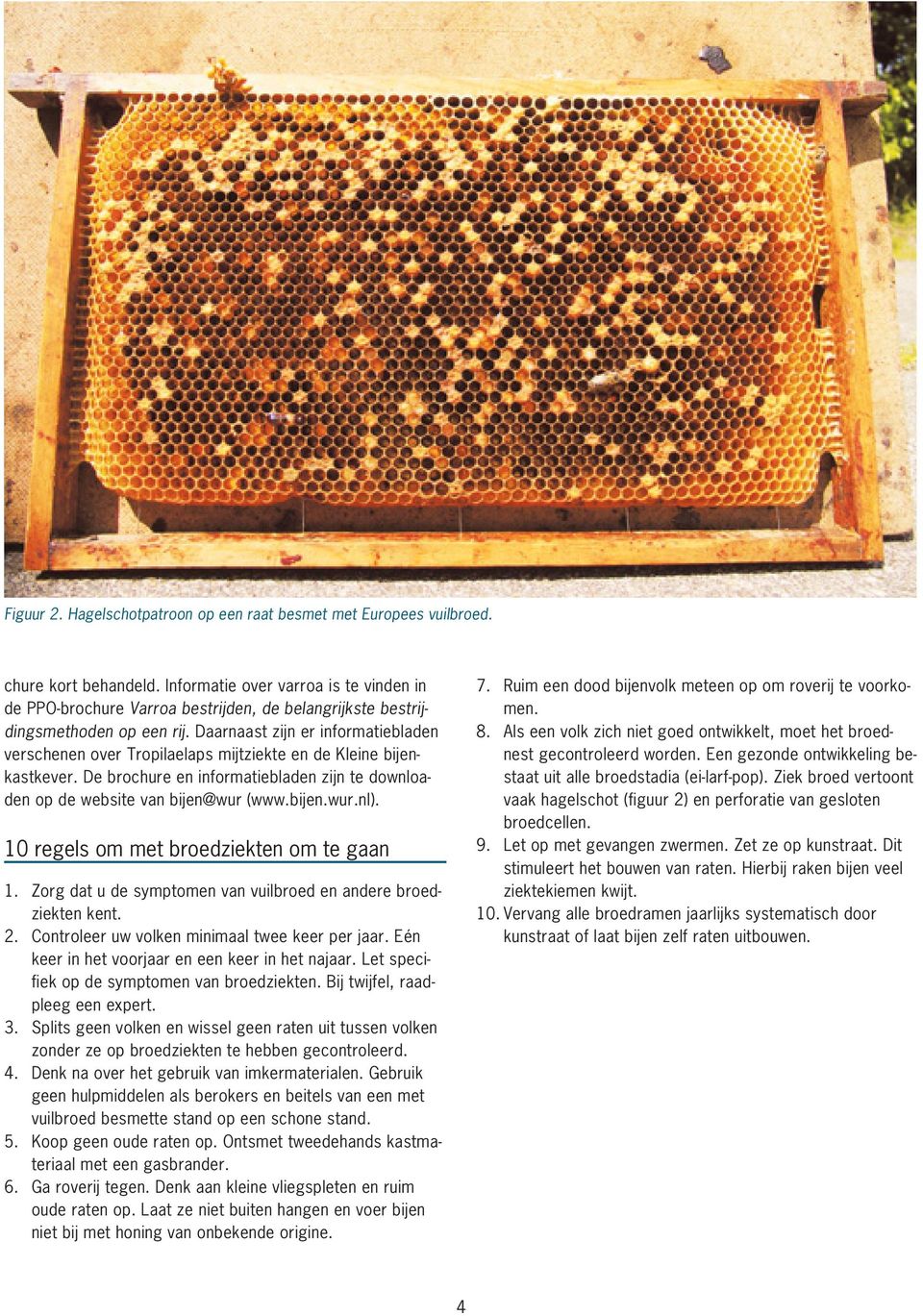 Daarnaast zijn er informatiebladen verschenen over Tropilaelaps mijtziekte en de Kleine bijenkastkever. De brochure en informatiebladen zijn te downloaden op de website van bijen@wur (www.bijen.wur.nl).