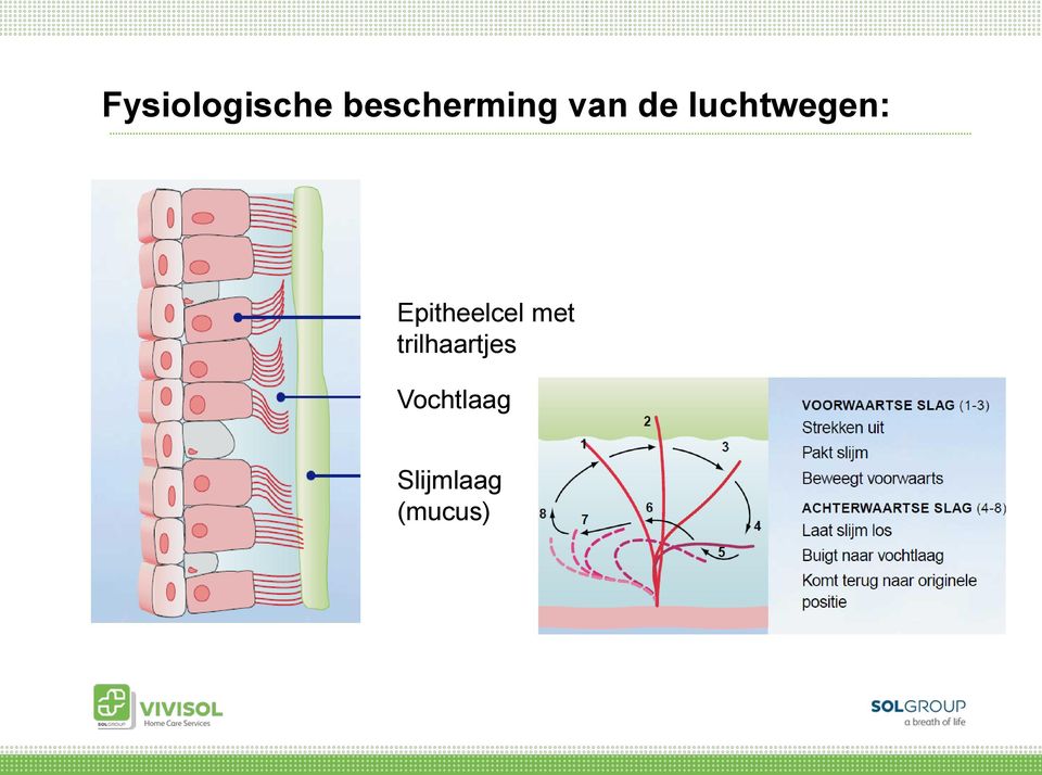 Epitheelcel met