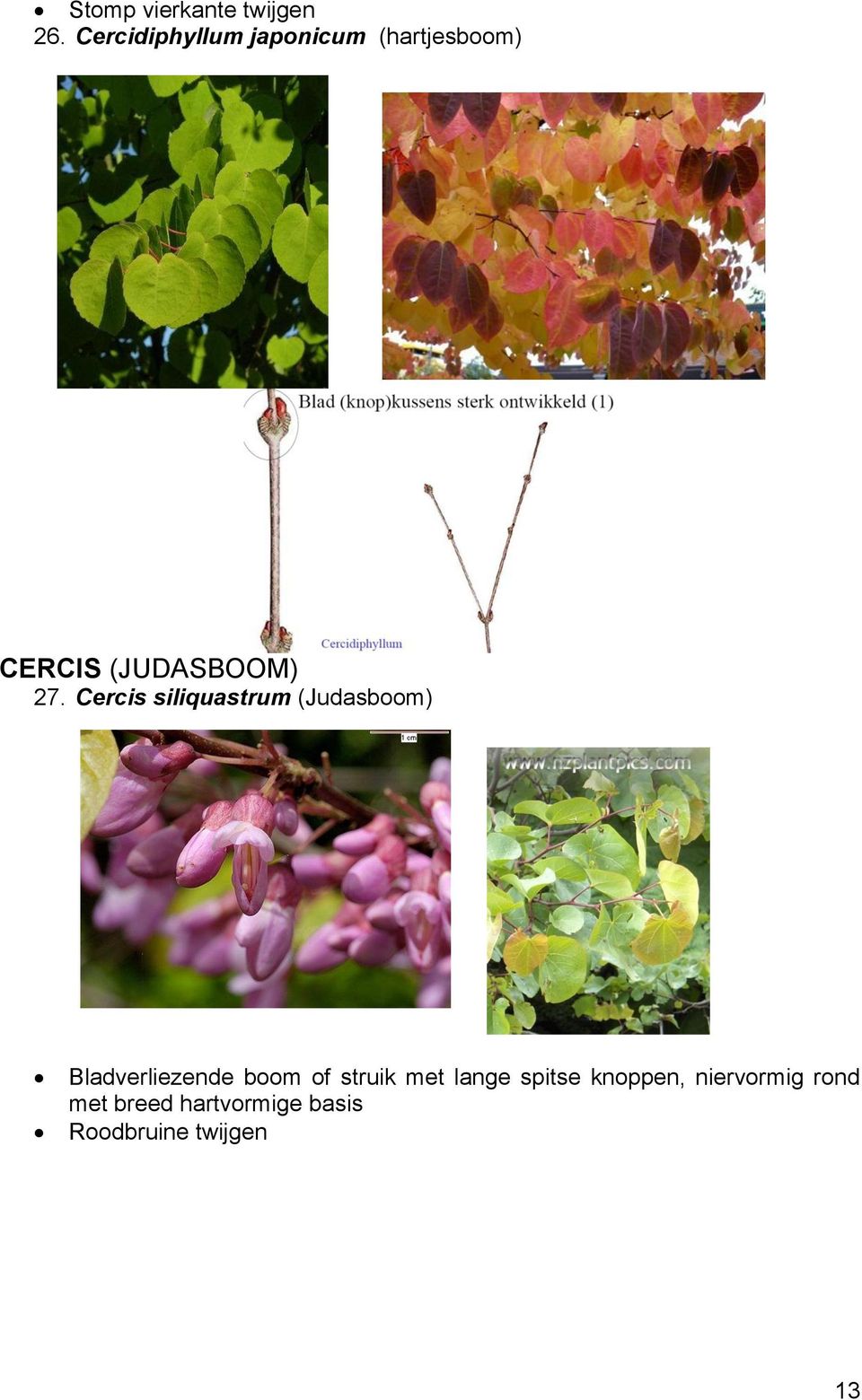 Cercis siliquastrum (Judasboom) Bladverliezende boom of