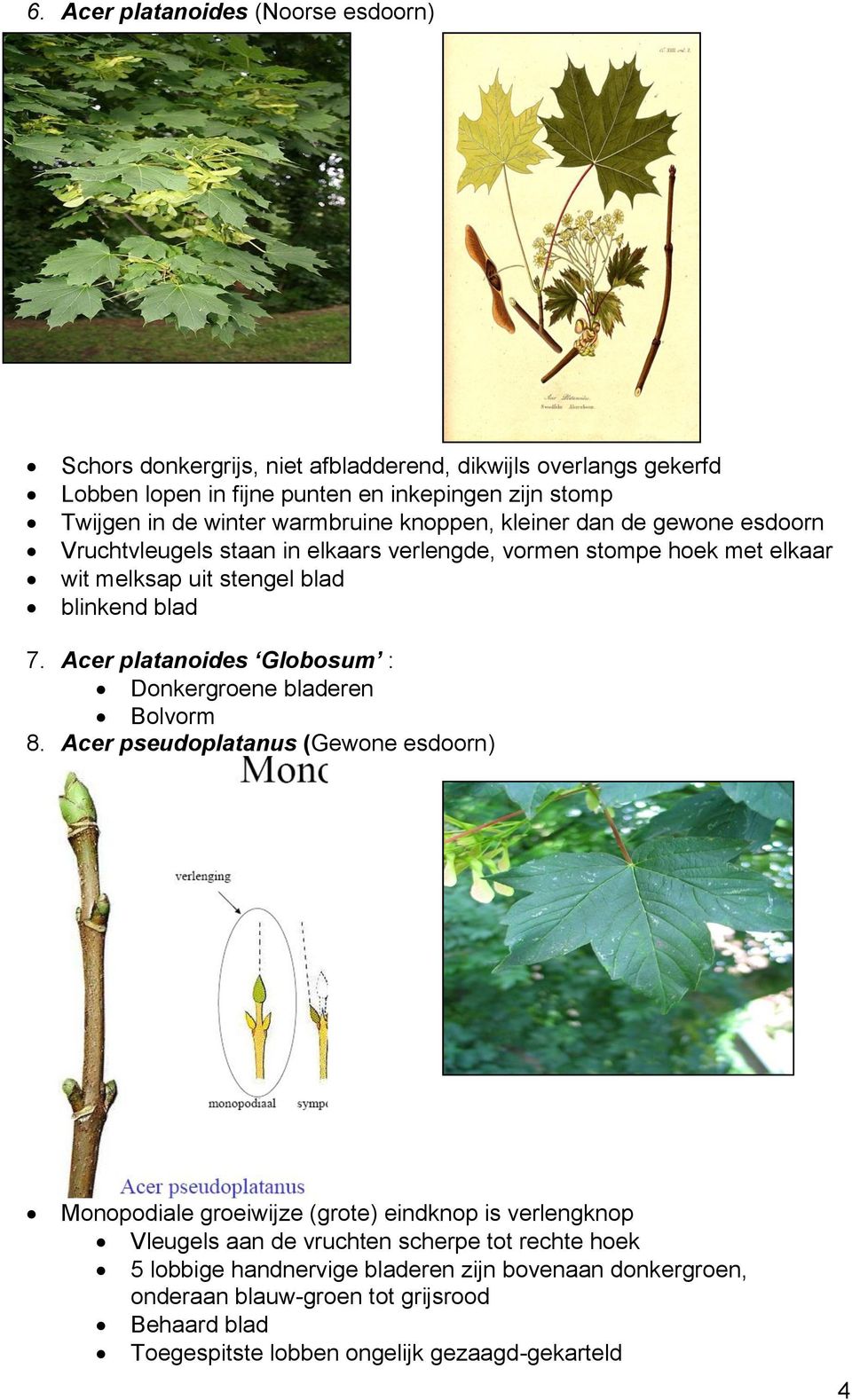 Acer platanoides Globosum : Donkergroene bladeren Bolvorm 8.