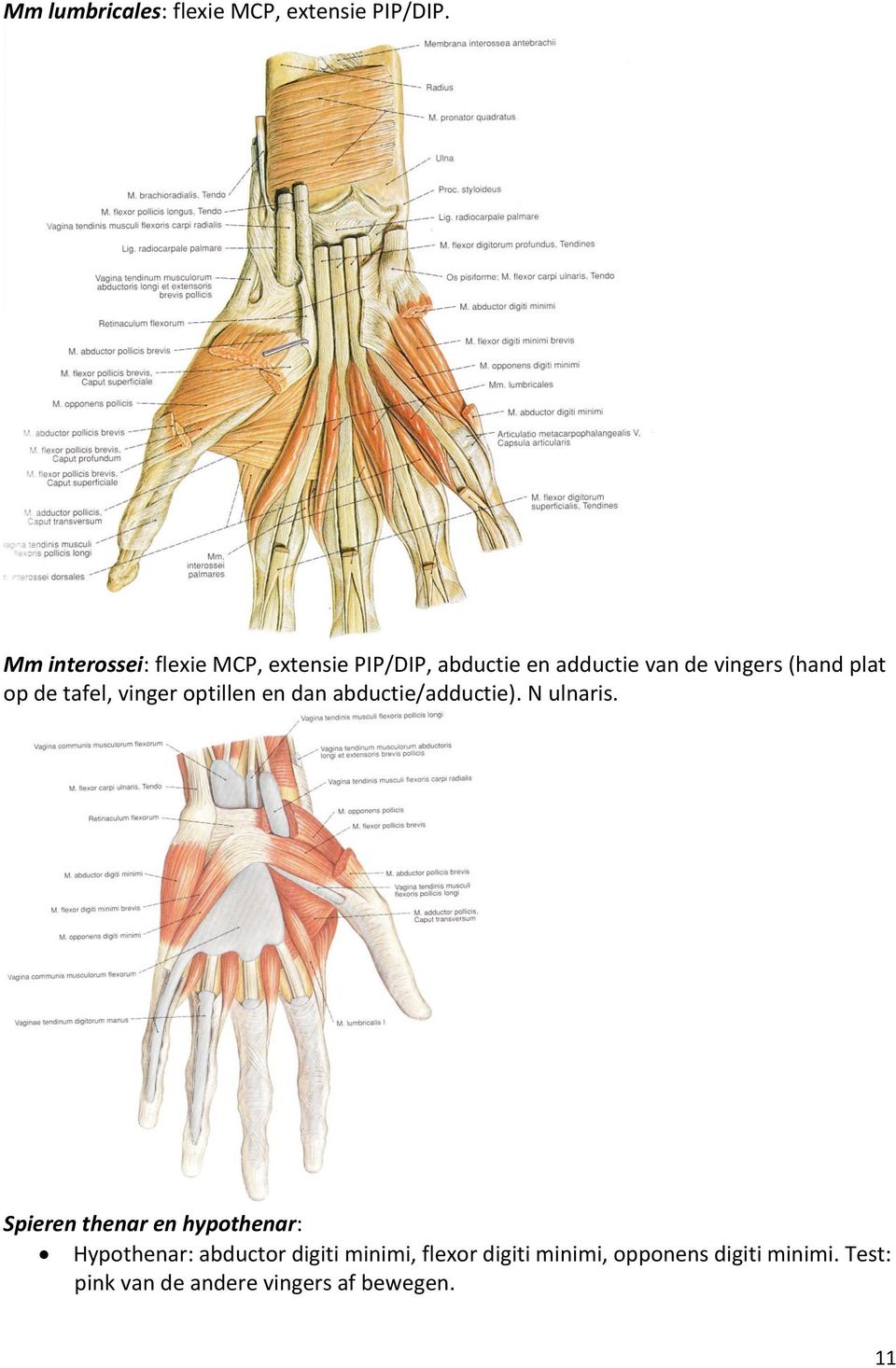 plat op de tafel, vinger optillen en dan abductie/adductie). N ulnaris.
