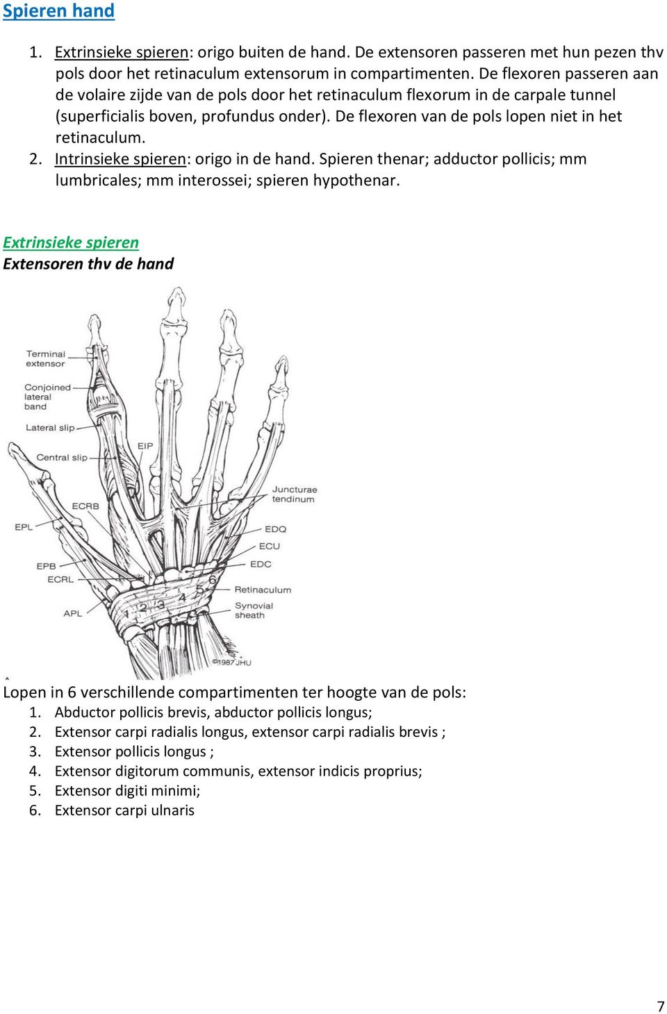 2. Intrinsieke spieren: origo in de hand. Spieren thenar; adductor pollicis; mm lumbricales; mm interossei; spieren hypothenar.