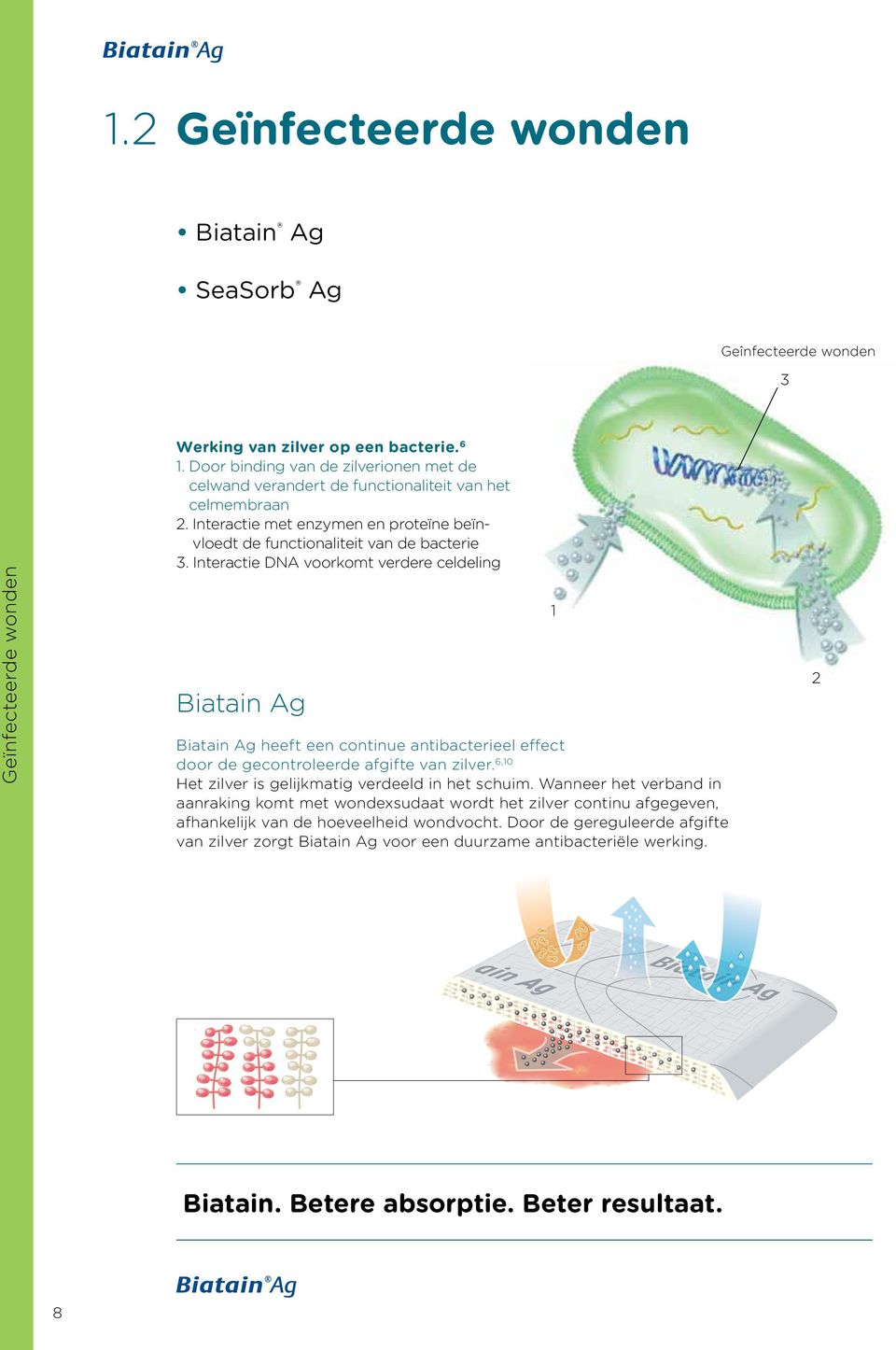 Interactie DNA voorkomt verdere celdeling Biatain Ag Biatain Ag heeft een continue antibacterieel effect door de gecontroleerde afgifte van zilver.