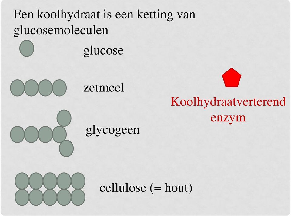 zetmeel glycogeen