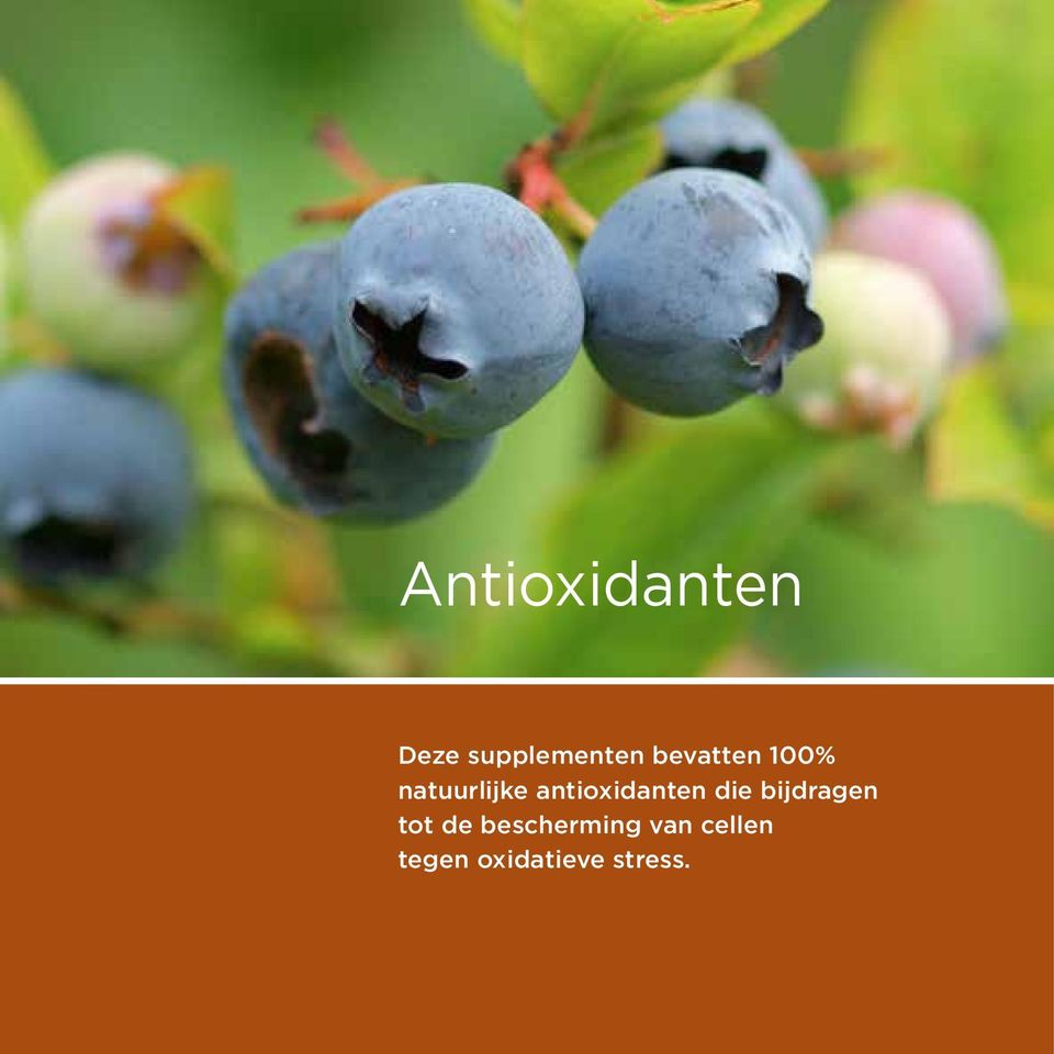 antioxidanten die bijdragen tot de