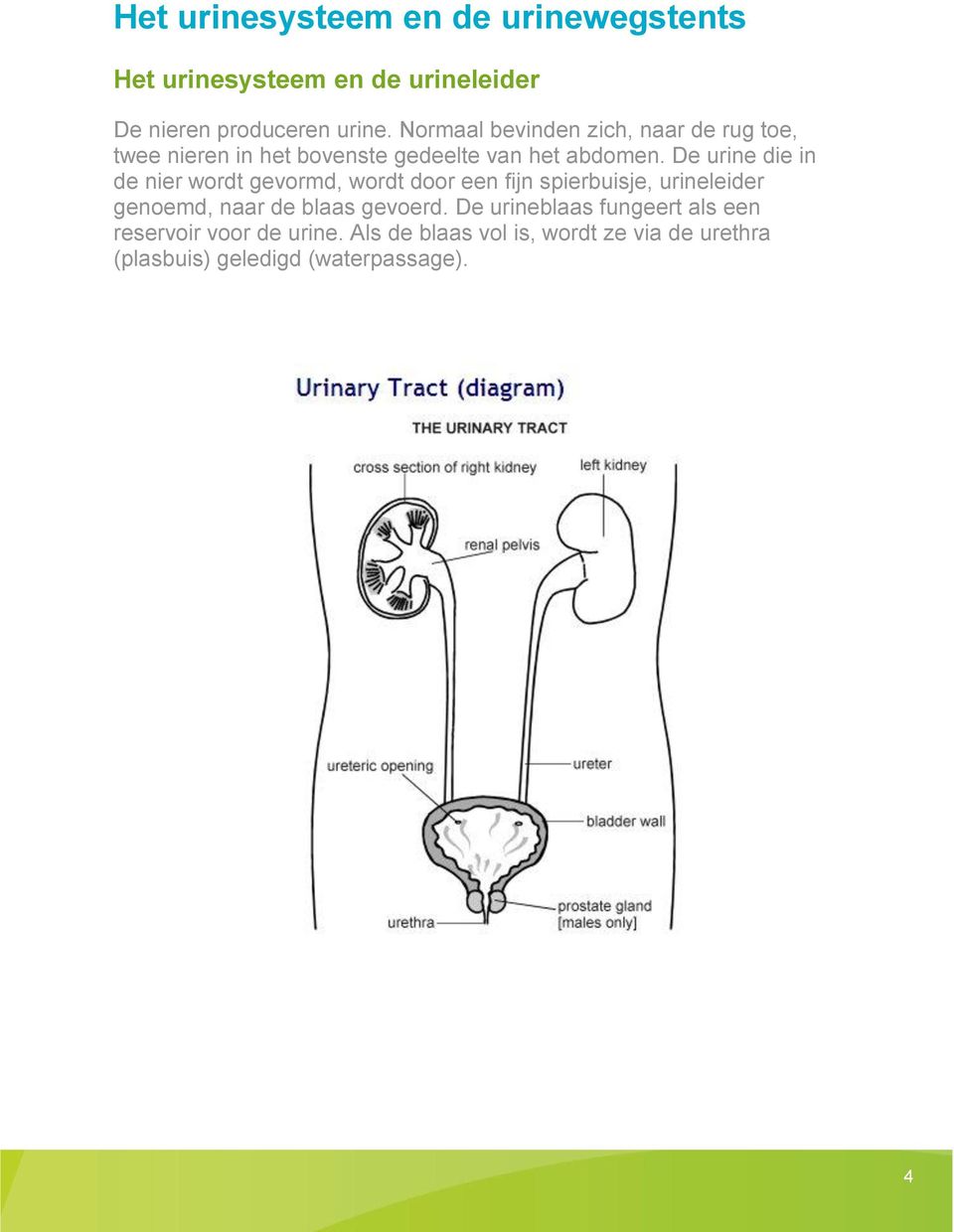 De urine die in de nier wordt gevormd, wordt door een fijn spierbuisje, urineleider genoemd, naar de blaas gevoerd.