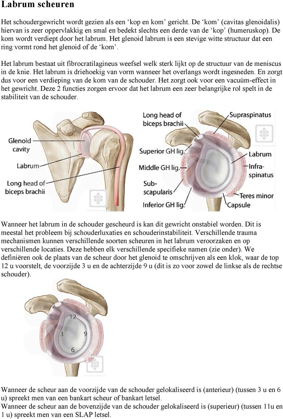Het labrum bestaat uit fibrocratilagineus weefsel welk sterk lijkt op de structuur van de meniscus in de knie. Het labrum is driehoekig van vorm wanneer het overlangs wordt ingesneden.