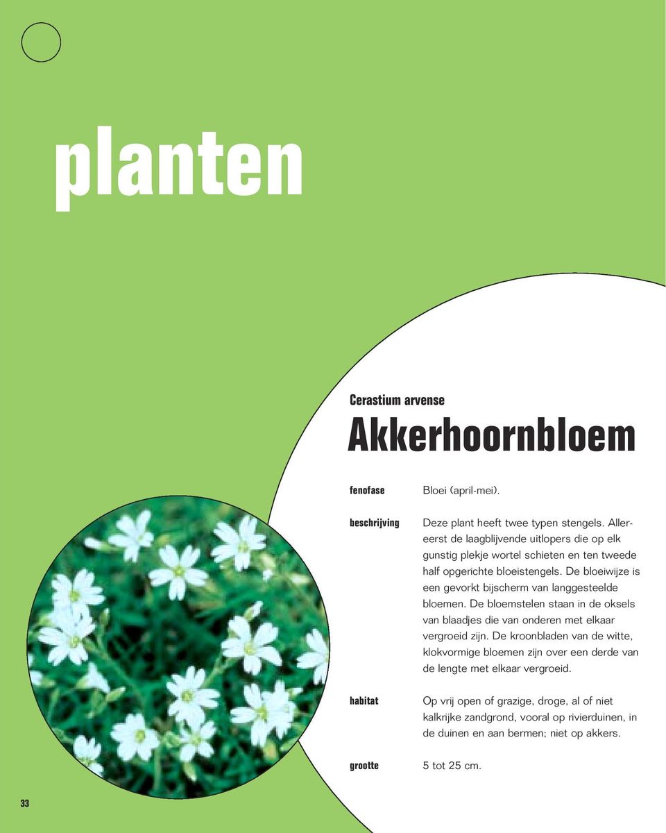 De bloeiwijze is een gevorkt bijscherm van langgesteelde bloemen. De bloemstelen staan in de oksels van blaadjes die van onderen met elkaar vergroeid zijn.