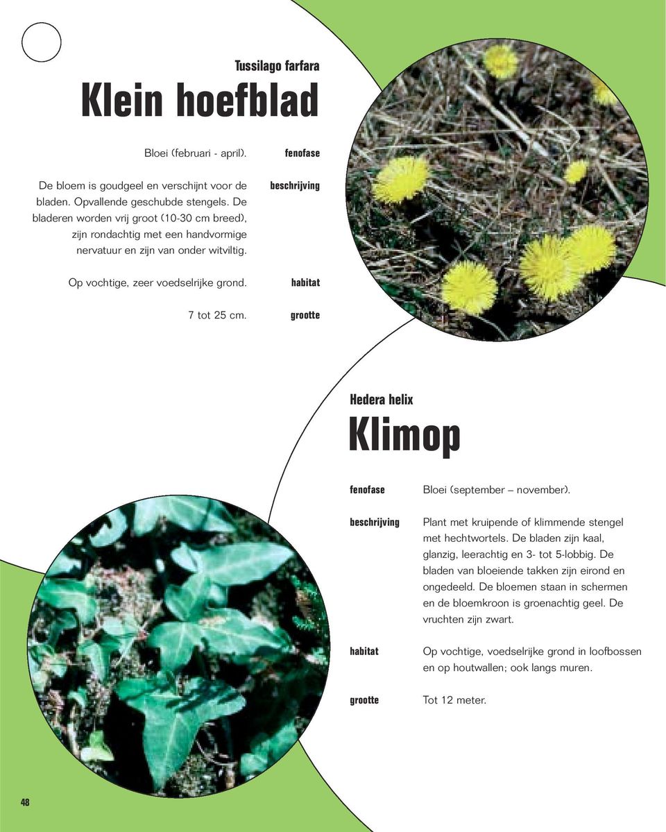 Hedera helix Klimop Bloei (september november). Plant met kruipende of klimmende stengel met hechtwortels. De bladen zijn kaal, glanzig, leerachtig en 3- tot 5-lobbig.