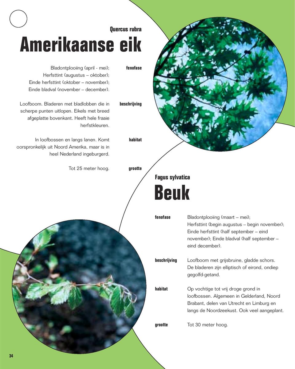 Komt oorspronkelijk uit Noord Amerika, maar is in heel Nederland ingeburgerd. Tot 25 meter hoog.