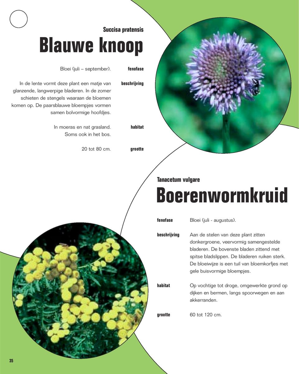 Tanacetum vulgare Boerenwormkruid Bloei (juli - augustus). Aan de stelen van deze plant zitten donkergroene, veervormig samengestelde bladeren.