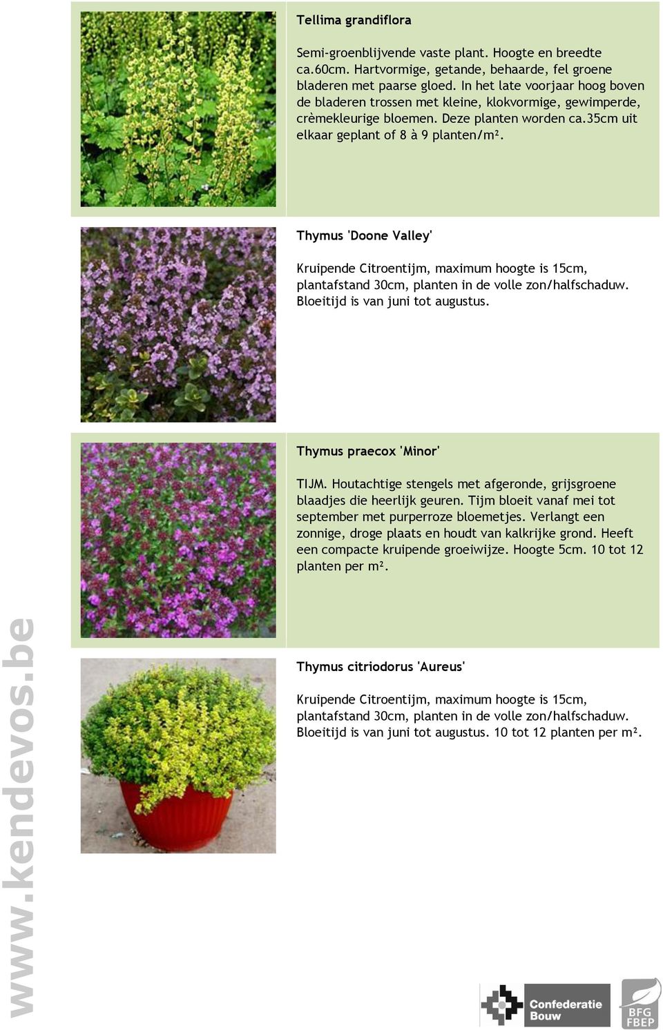 Thymus 'Doone Valley' Kruipende Citroentijm, maximum hoogte is 15cm, plantafstand 30cm, planten in de volle zon/halfschaduw. Bloeitijd is van juni tot augustus. Thymus praecox 'Minor' TIJM.