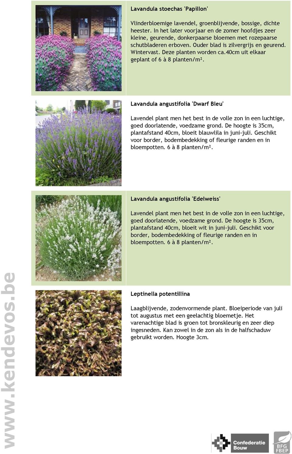 40cm uit elkaar geplant of 6 à 8 planten/m². Lavandula angustifolia 'Dwarf Bleu' Lavendel plant men het best in de volle zon in een luchtige, goed doorlatende, voedzame grond.