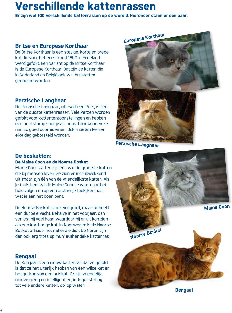 Dat zijn de katten die in Nederland en België ook wel huiskatten genoemd worden. Europese Korthaar Perzische Langhaar De Perzische Langhaar, oftewel een Pers, is één van de oudste kattenrassen.