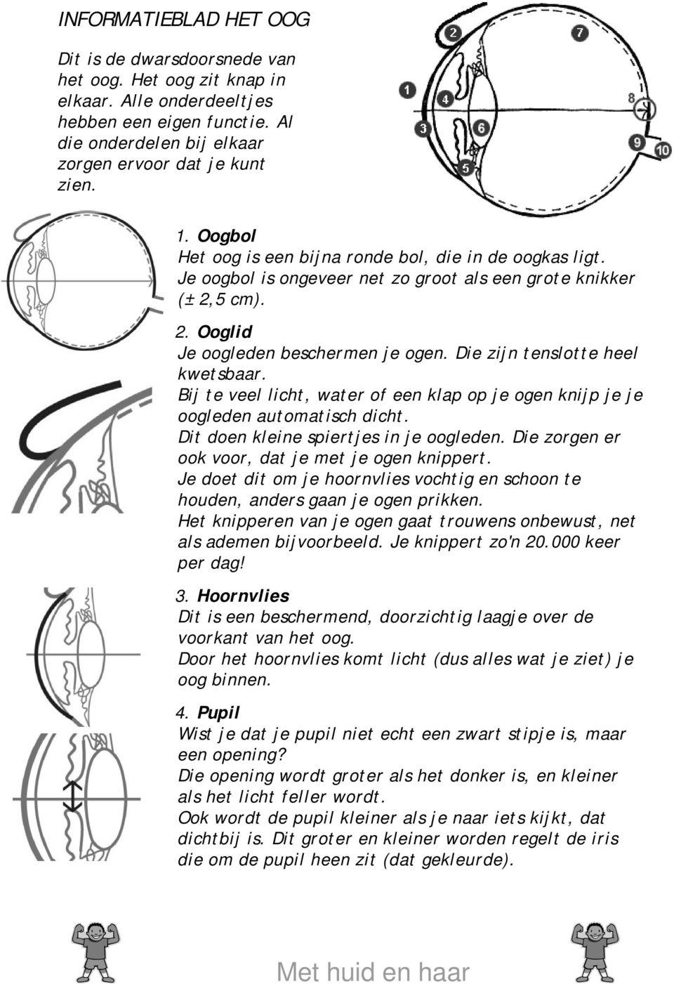 Die zijn tenslotte heel kwetsbaar. Bij te veel licht, water of een klap op je ogen knijp je je oogleden automatisch dicht. Dit doen kleine spiertjes in je oogleden.