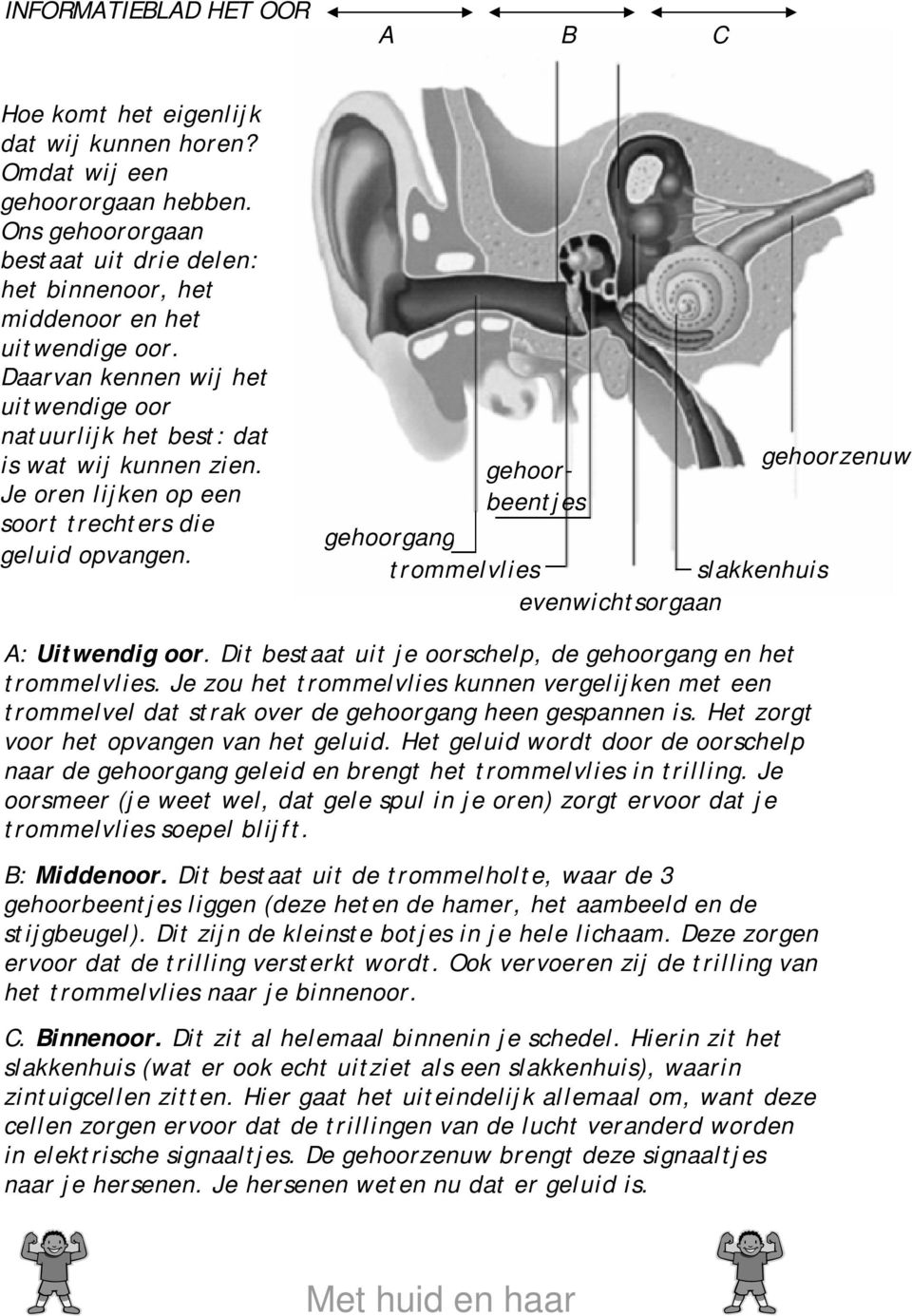Je oren lijken op een soort trechters die geluid opvangen. gehoorzenuw gehoorbeentjes gehoorgang trommelvlies slakkenhuis evenwichtsorgaan A: Uitwendig oor.
