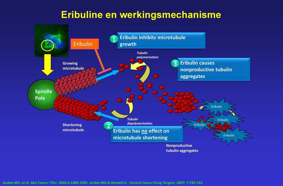 Tubulin depolymerization Eribulin has no effect on microtubule shortening Eribulin Eribulin Eribulin Nonproductive