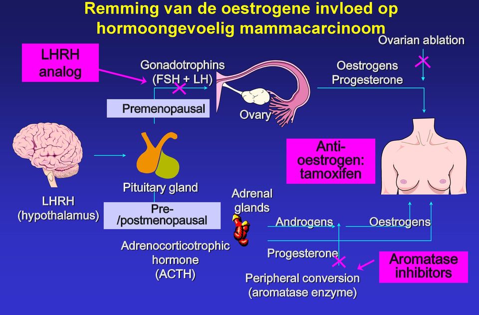 Pituitary gland Pre- /postmenopausal Adrenal glands Antioestrogen: tamoxifen Androgens Oestrogens